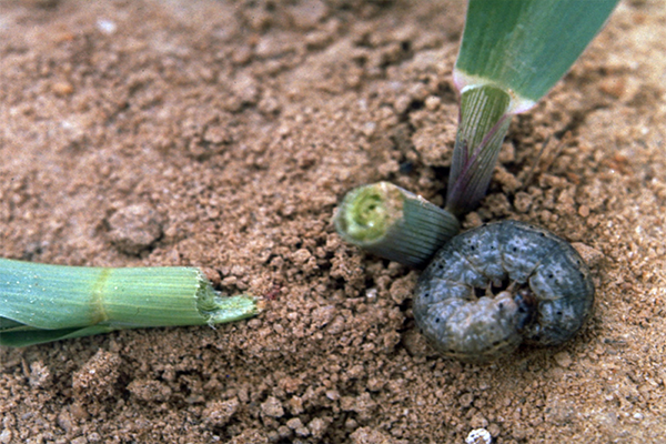 পেঁয়াজের কাঁটুই পোকা (Onion Cutworm)