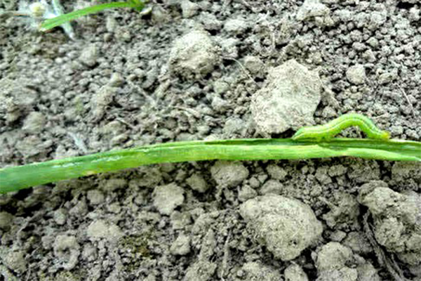 পেঁয়াজের ঘোড়া পোকা (Onion Semilooper)