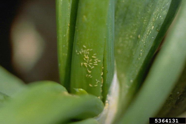 পেঁয়াজের থ্রিপস পোকা (Thrips of Onion)