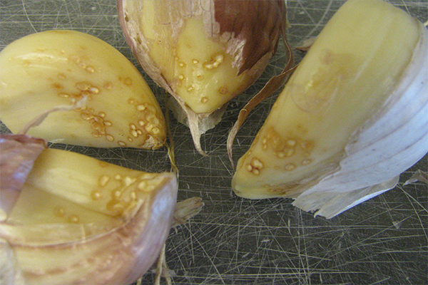 রসুনের এরিওফাইট মাকড় (Eriophyid Mite in Garlic)