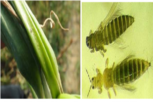 রসুনের থ্রিপস পোকা (Thrips of Garlic)