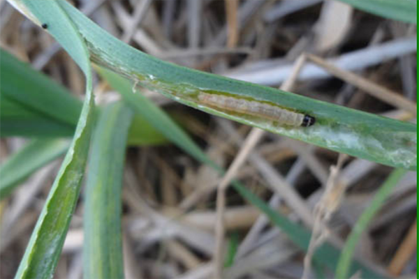 রসুনের পাতা মোড়ানো পোকা (Leaf Roller of Garlic)