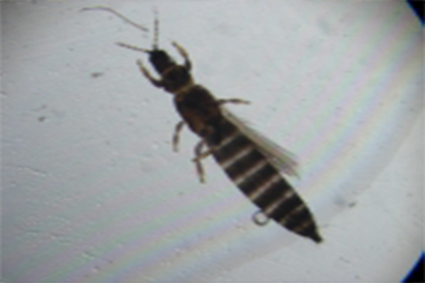 মরিচের থ্রিপস পোকা (Thrips)