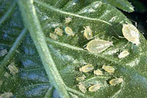 মরিচের জাব পোকা (Aphid)