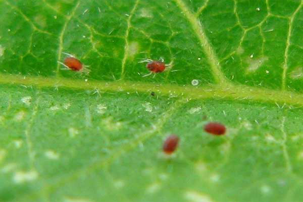 মরিচের লাল মাকড় (Red Mite)