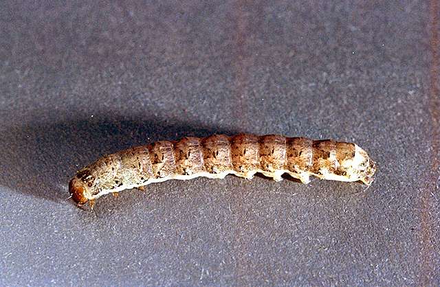 রসুনের লেদা পোকা (Cut worm of Garlic)