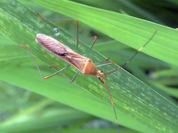 ধানের গান্ধী পোকা (Rice Bug)
