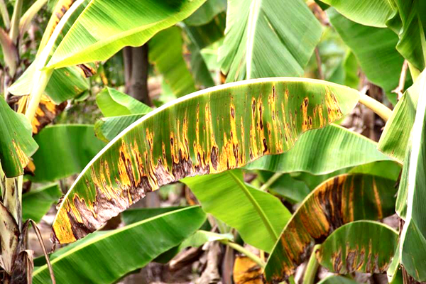 Voyaga etgan buzuq porno hd