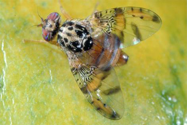 আনারসের ফলের মাছি পোকা (Pineapple Fruit Fly)