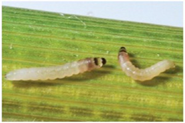 ধানের লেদা পোকা (Rice Swarming Caterpillar)