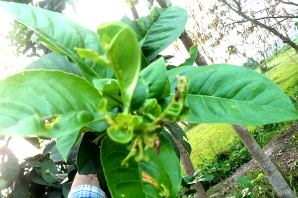 লেবুর মাকড় (Citrus Mite)