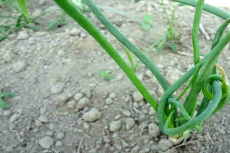 পেঁয়াজের এরিওফাইট মাকড় (Eriophyid Mite of onion)