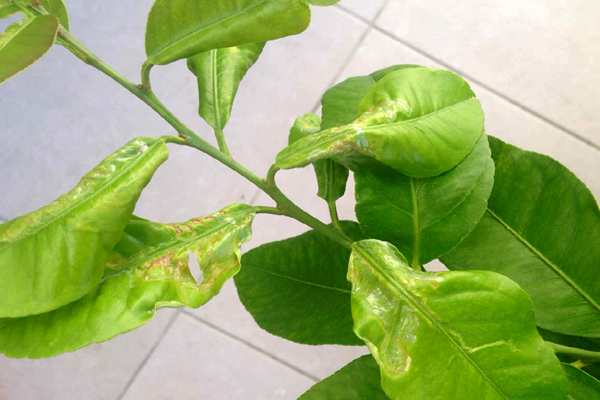 লেবুর পাতা সুড়ঙ্গকারী পোকা (Citrus Leaf Miner)