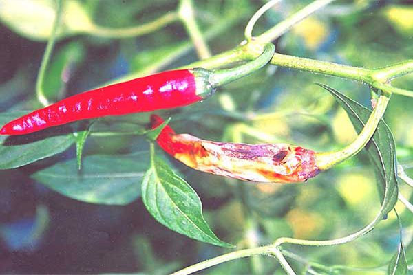 মরিচের ফল ছিদ্রকারী পোকা (Fruit Borer)