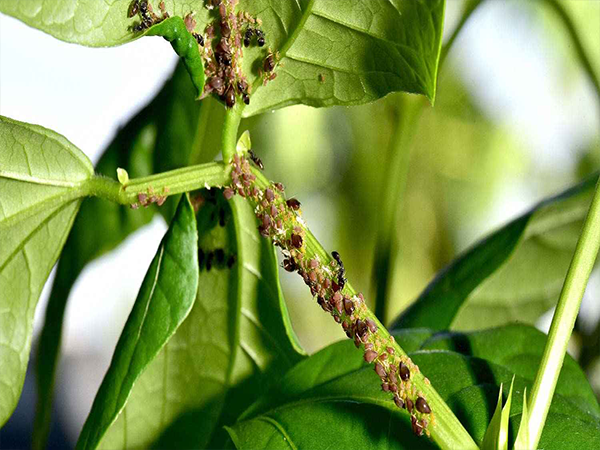 শিমের জাবপোকা (Bean Aphid)