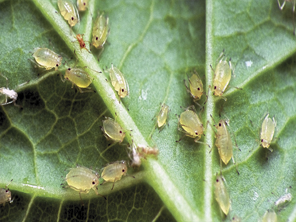 আলুর জাব পোকা (Potato Aphid)