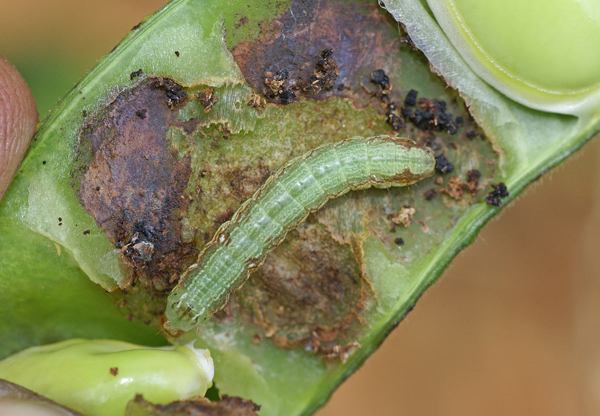 শিমের ফল ছিদ্রকারী পোকা (Bean Pod Borer)