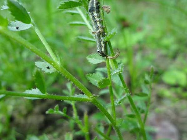 ছোলার ক্যাটারপিলার পোকা (Caterpillar Of Chickpea)