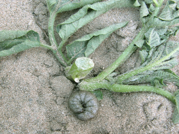 আলুর কাটুই পোকা (Potato Cut Worm)