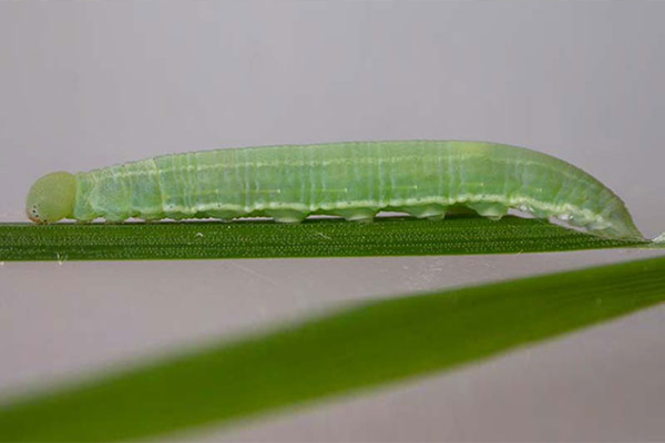 ধানের স্কিপার পোকা (Rice skipper)