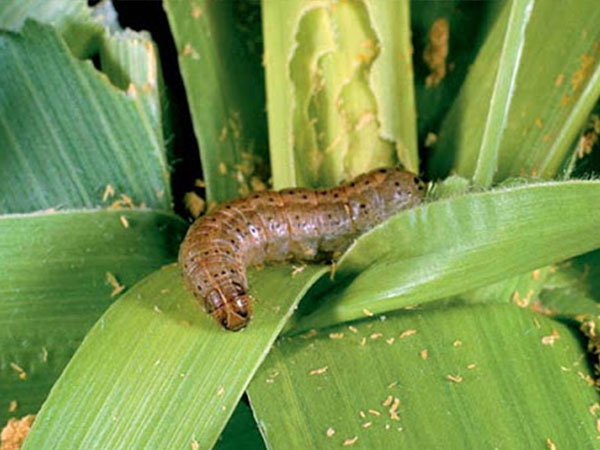 ভুট্টার ফল আর্মি ওয়ার্ম - Fall Army Worm of Maize 