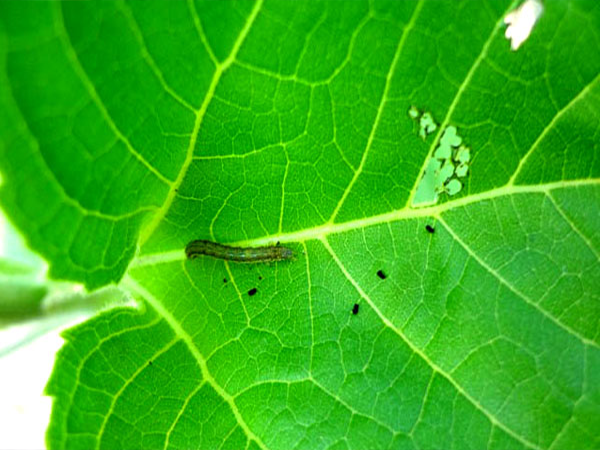 সূর্যমুখীর পাতা ও মাথা ছিদ্রকারি পোকা