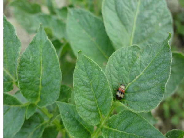 আলুর ফ্রি বিটল (Potato Flea Beetle)