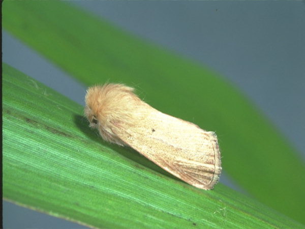 গমের মাজরা পোকা (Stem Borer of Wheat)