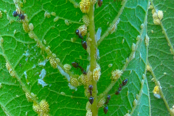 পেয়ারার জাব পোকা (Guava Aphids)