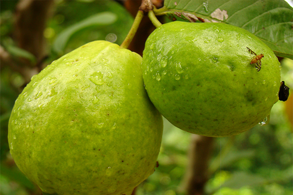 পেয়ারার মাছি পোকা (Guava Fruit Fly)