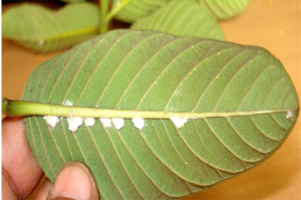 পেয়ারার ছাতরা পোকা (Guava Mealy bug)