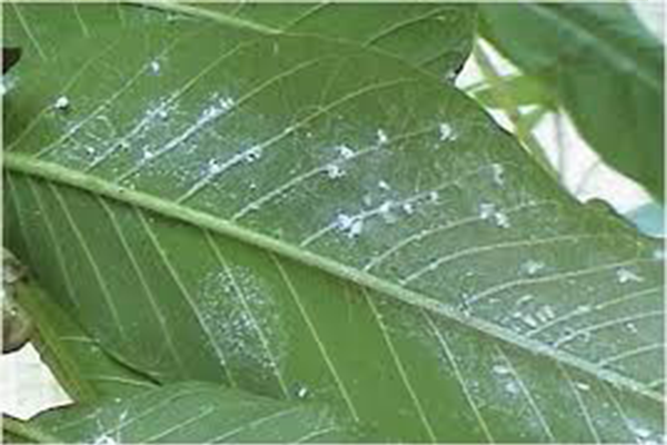 পেয়ারার সাদা মাছি পোকা (Guava White Fly)