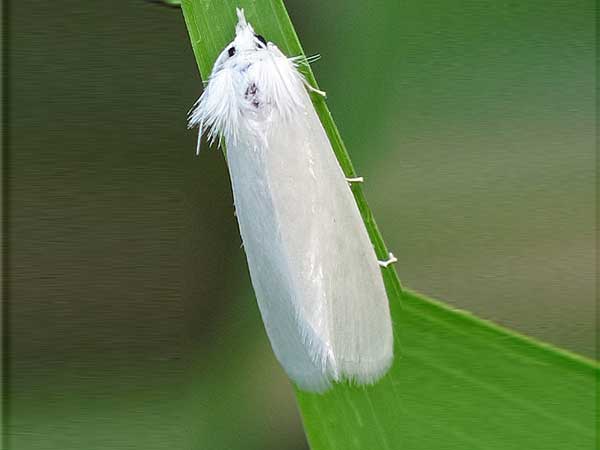 মসুরের সাদা মাছি (White Fly)