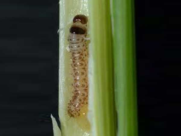 আখের কান্ডের মাজরা পোকা (Sugarcane Stem Borer)