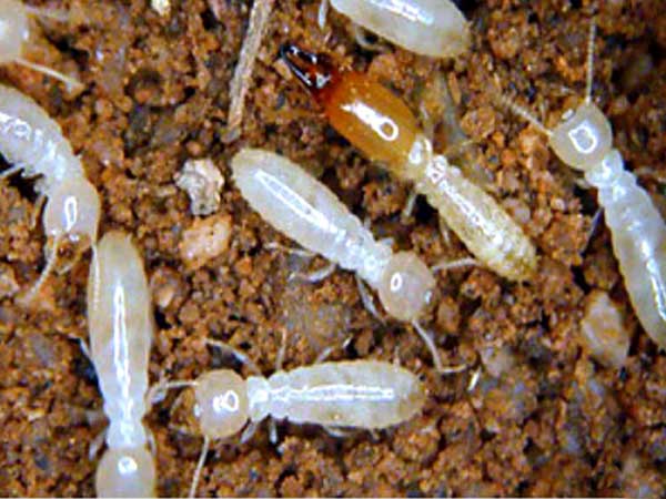 আখের উঁইপোকা (Sugarcane Termite)