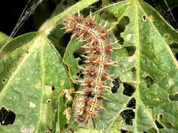 মসুরের বিছাপোকা (Hairy Caterpillar)