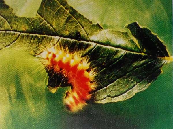 মুগের বিছা পোকা (Hairy Caterpillar)