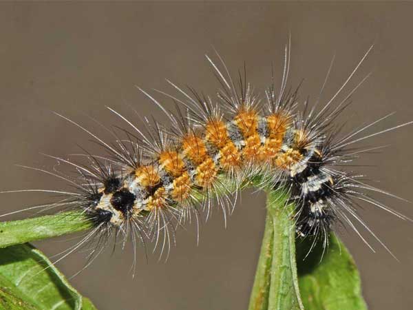 পাটের বিছা/ছ্যাংরা পোকা (Jute Hairy Caterpillar)