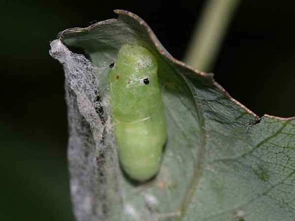 পাটের কাতরী পোকা (Indigo Caterpillar)