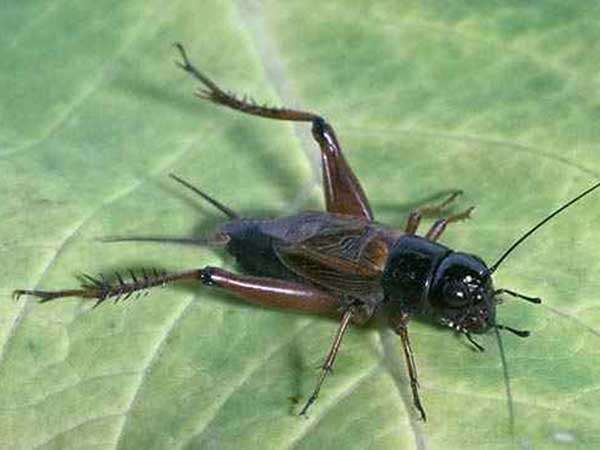 পাটের  উড়চুঙ্গা (Field Cricket)