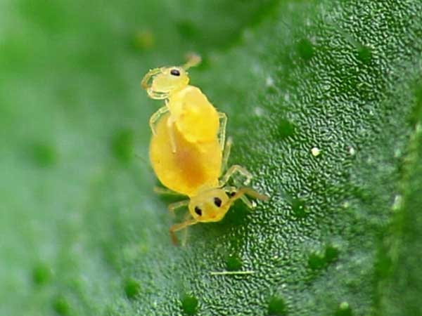 পাটের হলুদ মাকড় (Jute Yellow Mite)