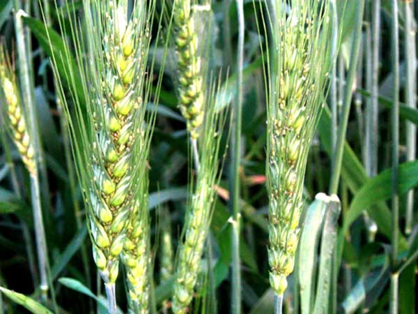 গমের জাব পোকা (Aphids of Wheat)