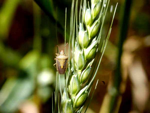 গমের স্টিং বাগ পোকা (Stink Bug)