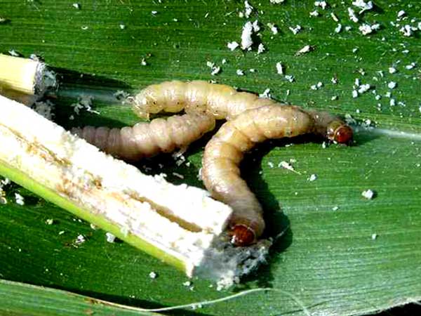 ভূট্টার কান্ডের মাজরা পোকা (Maize Stem Borer) 