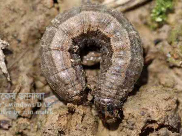 ভুট্টার কাটুই পোকা (Cut Worm Of Maize) 