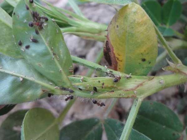 চিনাবাদামের জাব পোকা (Groundnut Aphid)