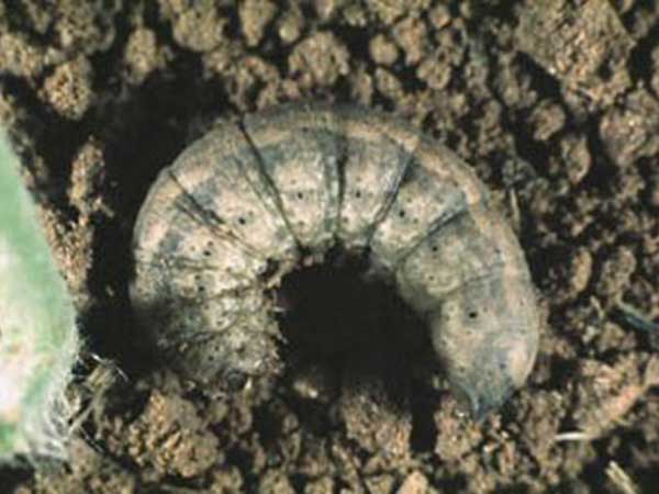 সূর্যমুখীর কাটুই পোকা (Sunflower Cutworm)