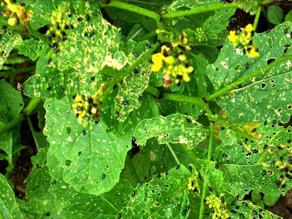 সরিষার ফ্লি বিটল পোকা (Flea Beetle)