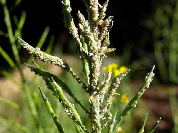 সরিষার জাব পোকা (Mustard Aphid)