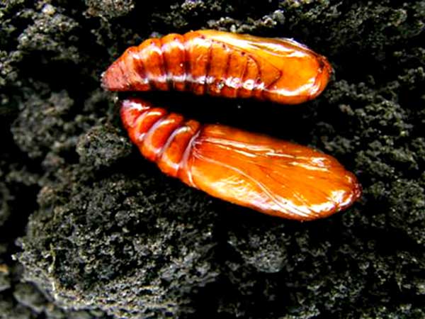 সরিষার কাটুই পোকা (Cut Worm of Mustard)